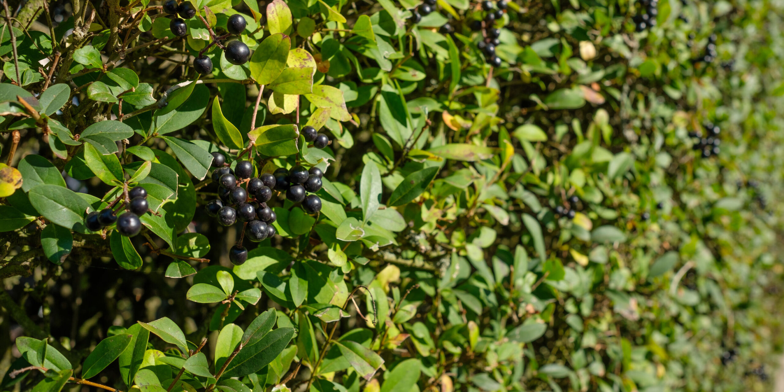 Black berries at a privet (Ligustrum) hedge as close-up